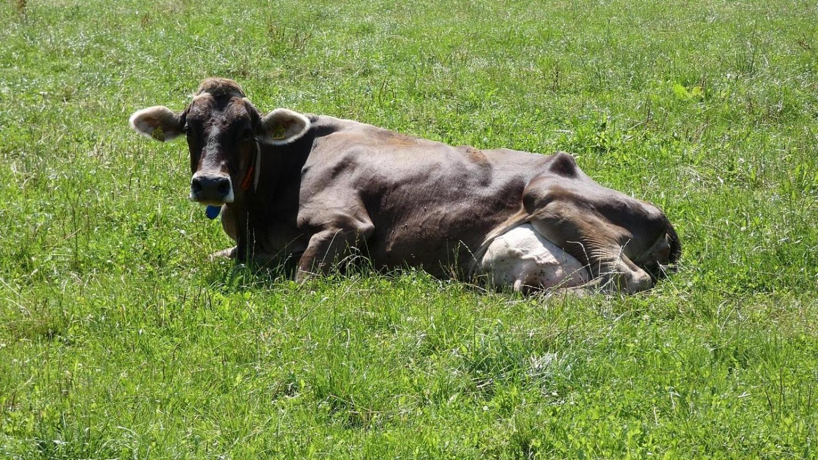 Ferienwohnung Nr 5, Lechbruck-Gruendl, Allgaeu Prem Eksteriør bilde